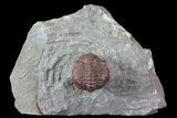 Enrolled Red Barrandeops Trilobite - Hmar Laghdad, Morocco #71621-1
